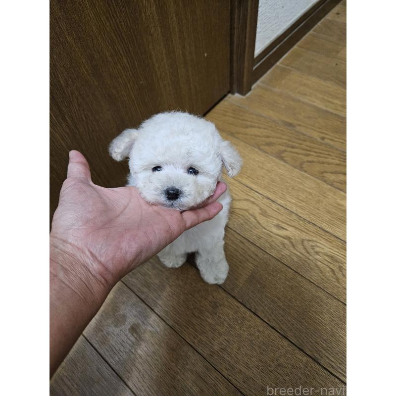 販売中の宮城県のタイニープードル-422511の2枚目