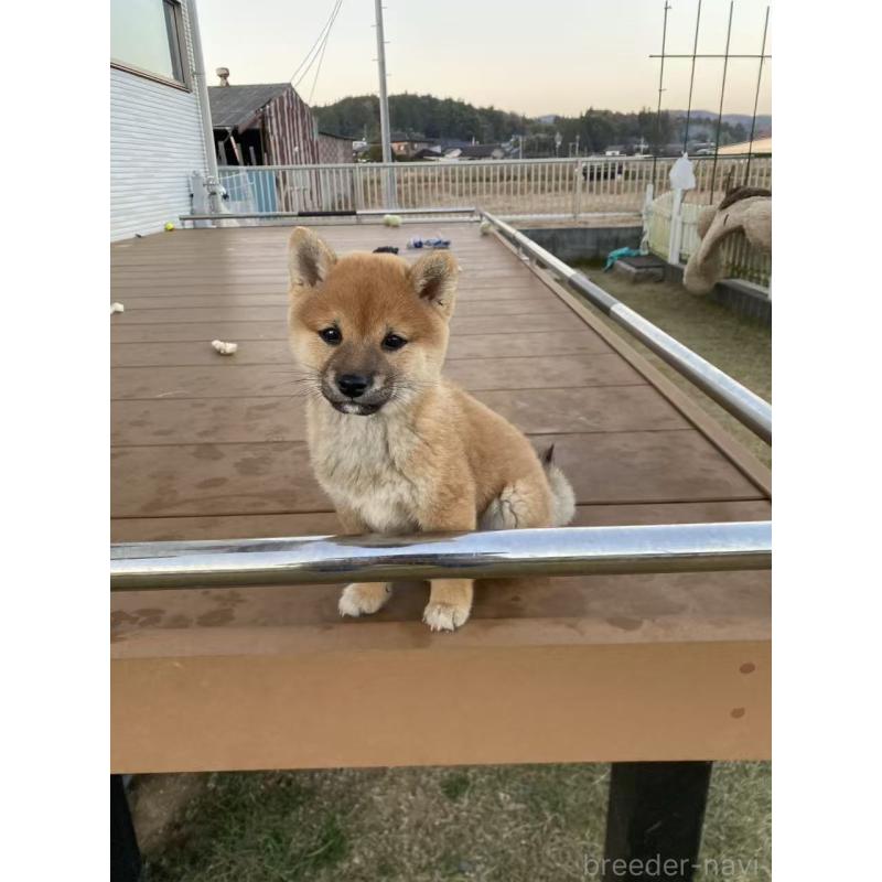 販売中の茨城県の豆柴-420378の8枚目