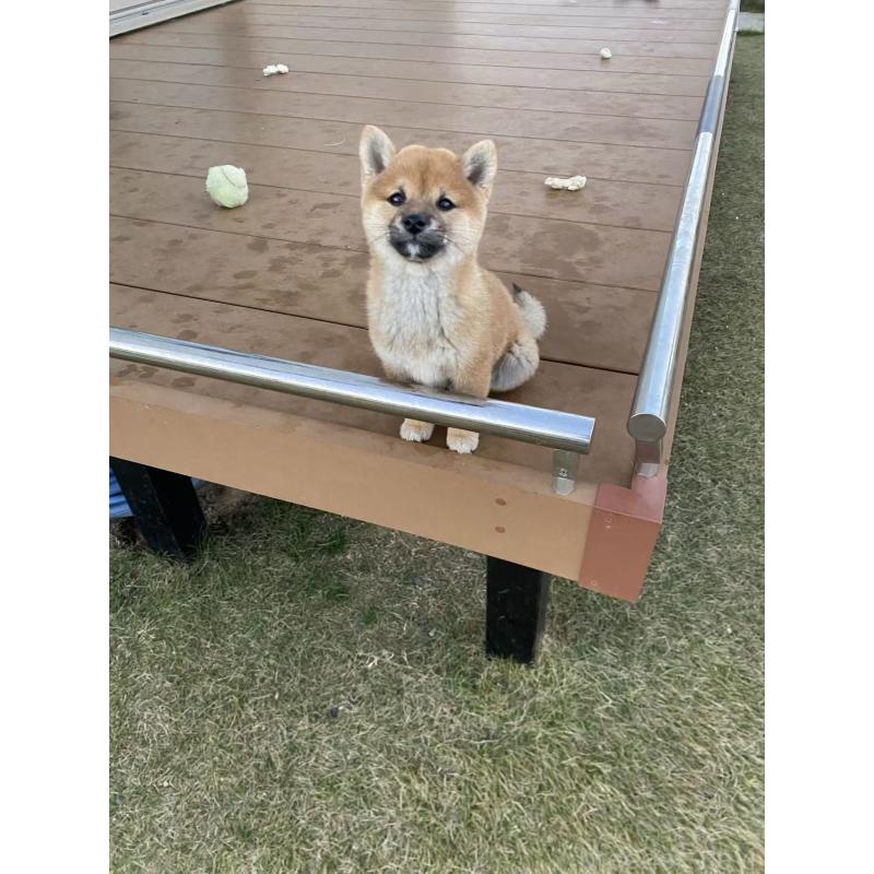 販売中の茨城県の豆柴-420378の7枚目