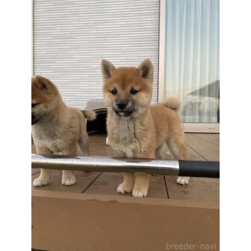 販売中の茨城県の豆柴-420378の6枚目