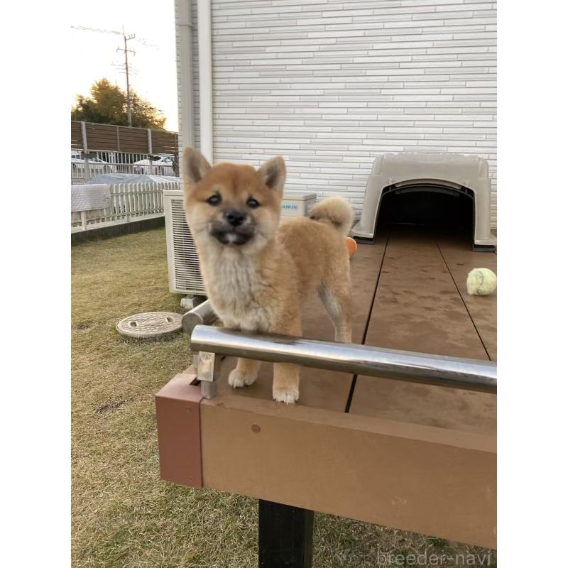 販売中の茨城県の豆柴-420378の5枚目