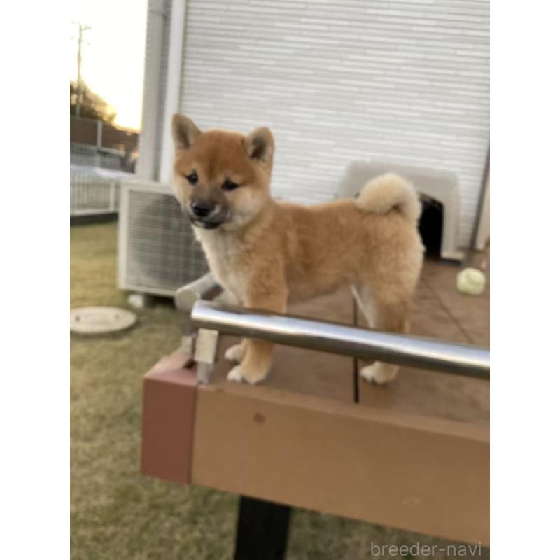 販売中の茨城県の豆柴-420378の4枚目