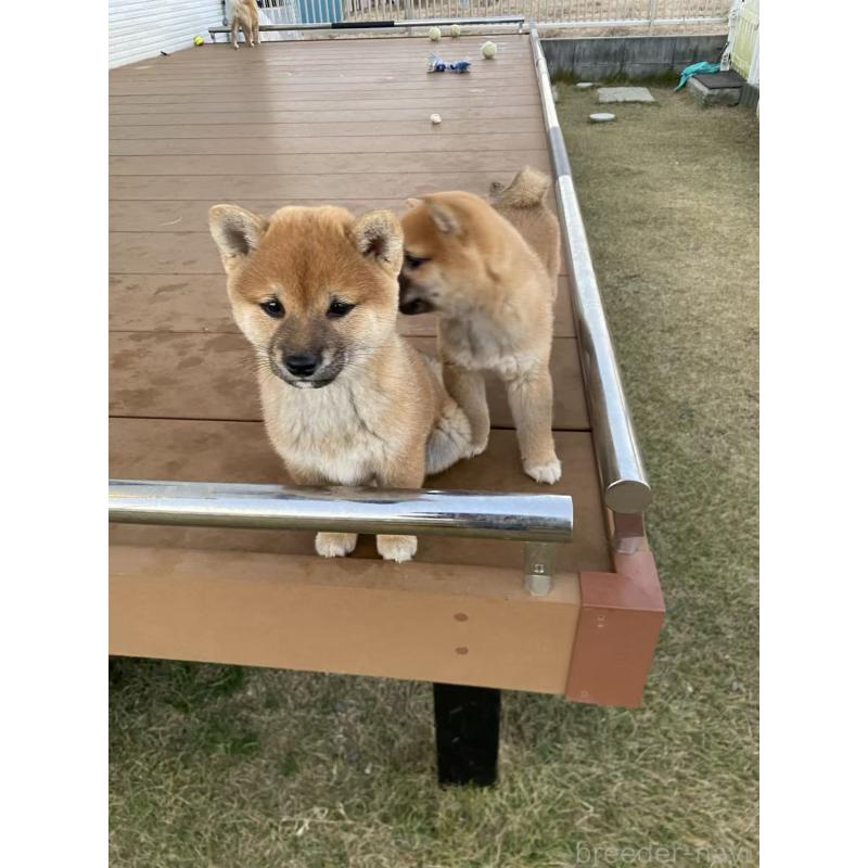 販売中の茨城県の豆柴-420378の3枚目