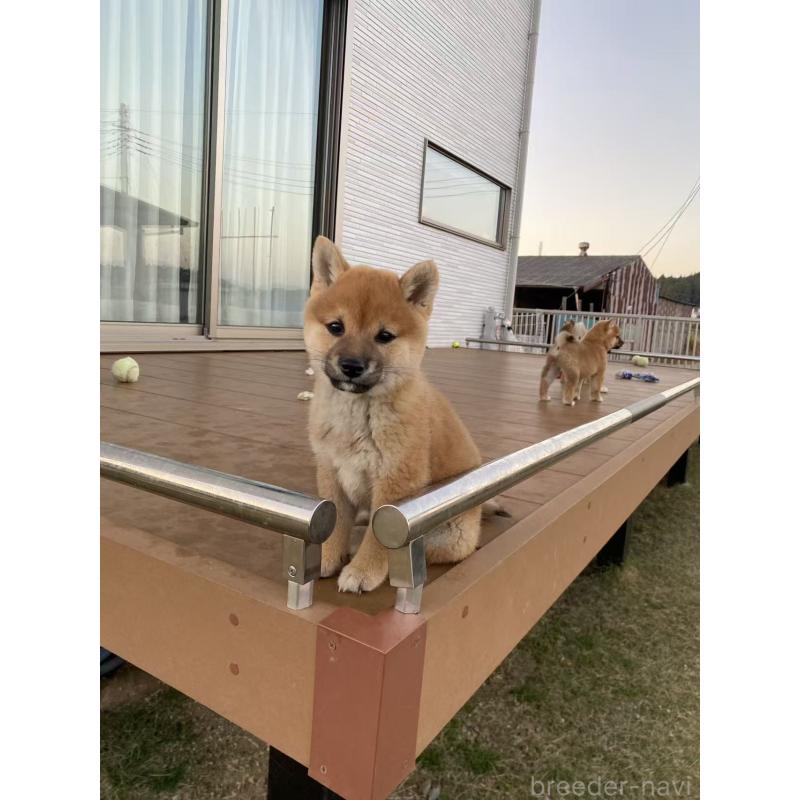 販売中の茨城県の豆柴-420378の2枚目