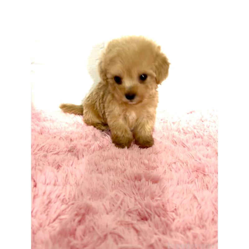 成約済の北海道のミックス犬-428091の9枚目