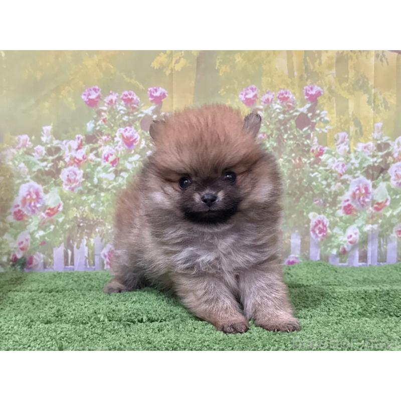 販売中の埼玉県のポメラニアン-426189の4枚目