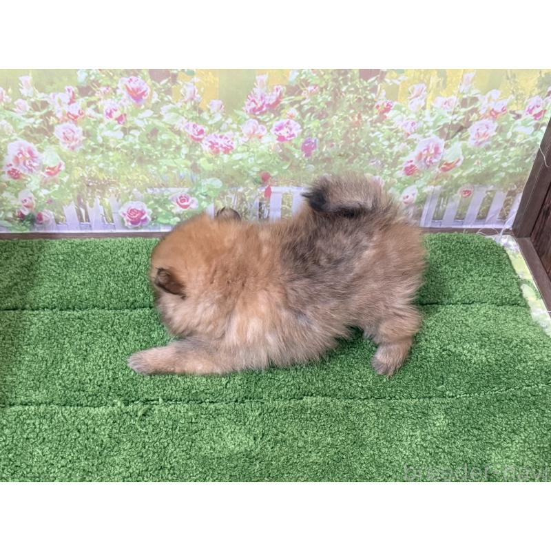 販売中の埼玉県のポメラニアン-426189の3枚目