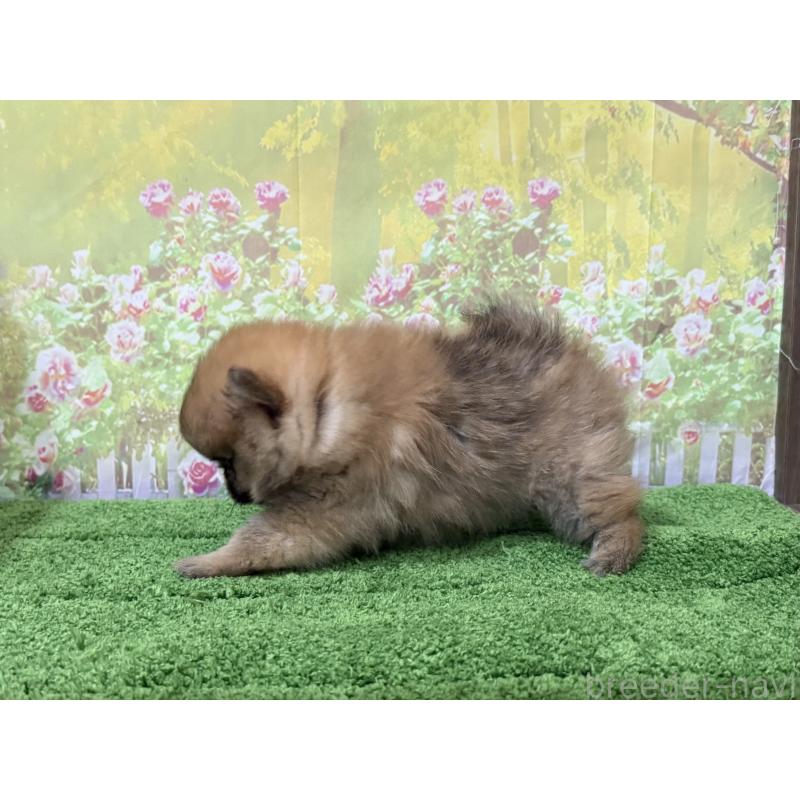 販売中の埼玉県のポメラニアン-426189の2枚目