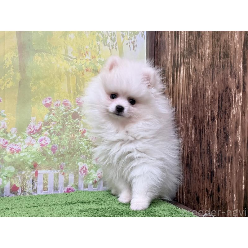 販売中の埼玉県のポメラニアン-423418の3枚目