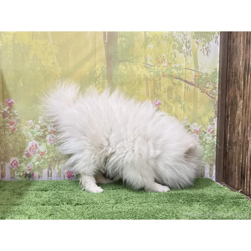 販売中の埼玉県のポメラニアン-423418の2枚目