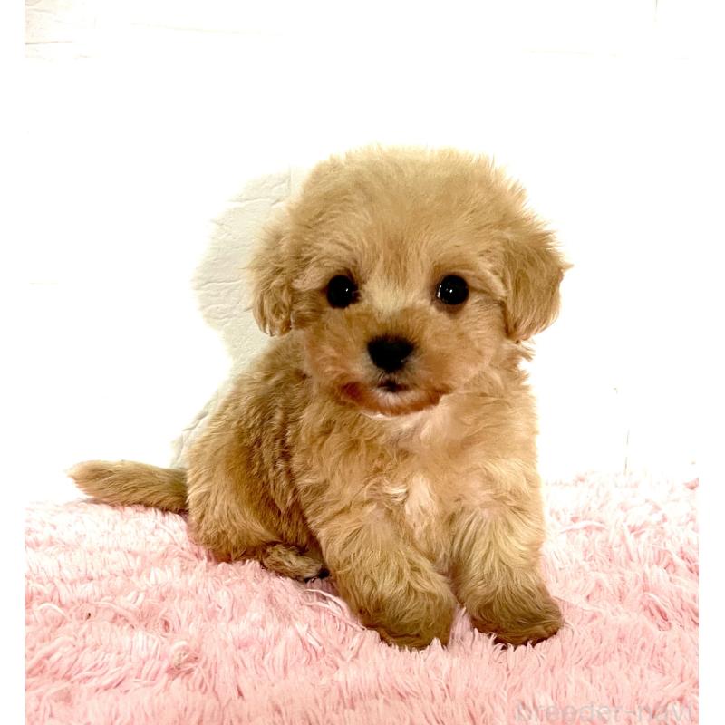 成約済の北海道のミックス犬-428091の8枚目