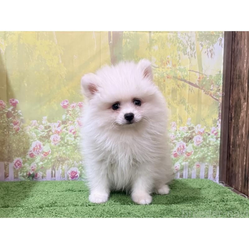 販売中の埼玉県のポメラニアン-423419の3枚目