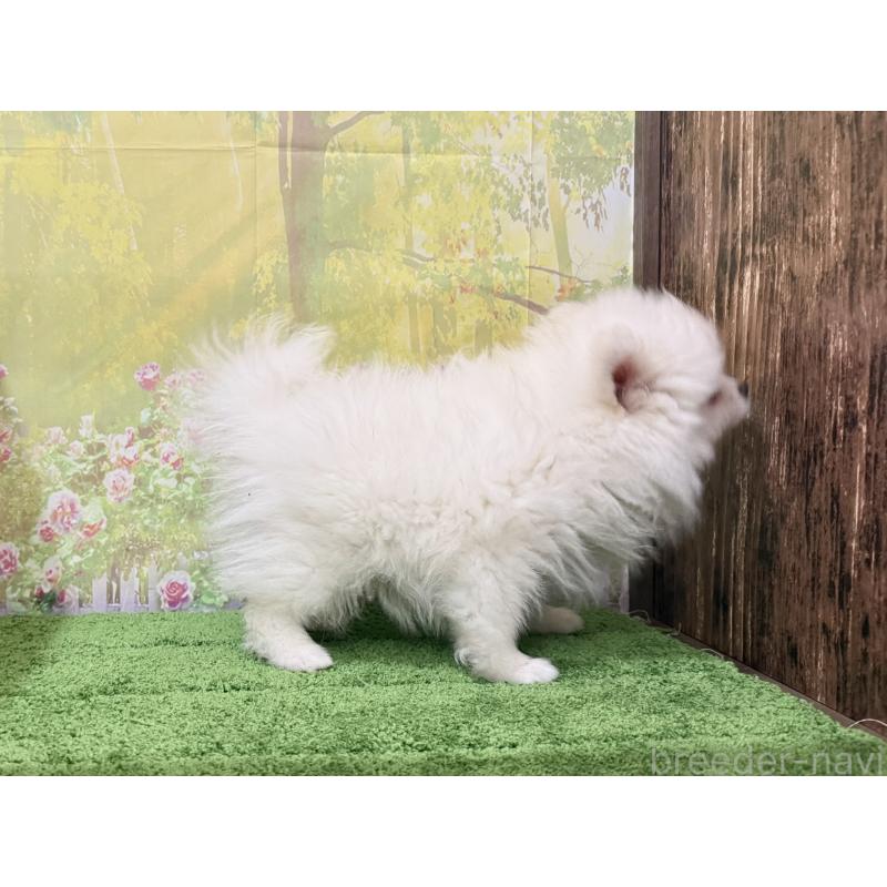 販売中の埼玉県のポメラニアン-423419の2枚目