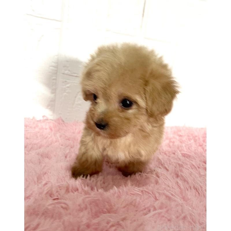 成約済の北海道のミックス犬-428091の7枚目