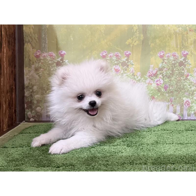 販売中の埼玉県のポメラニアン-430344の3枚目