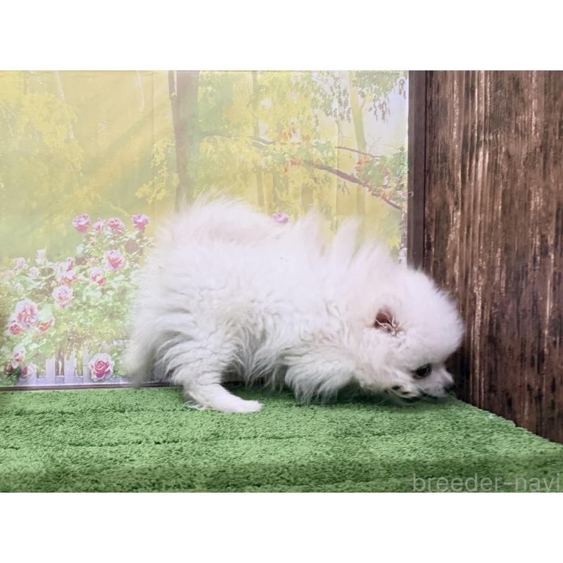 販売中の埼玉県のポメラニアン-430344の2枚目