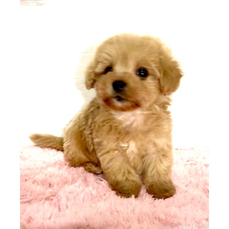 成約済の北海道のミックス犬-428091の5枚目