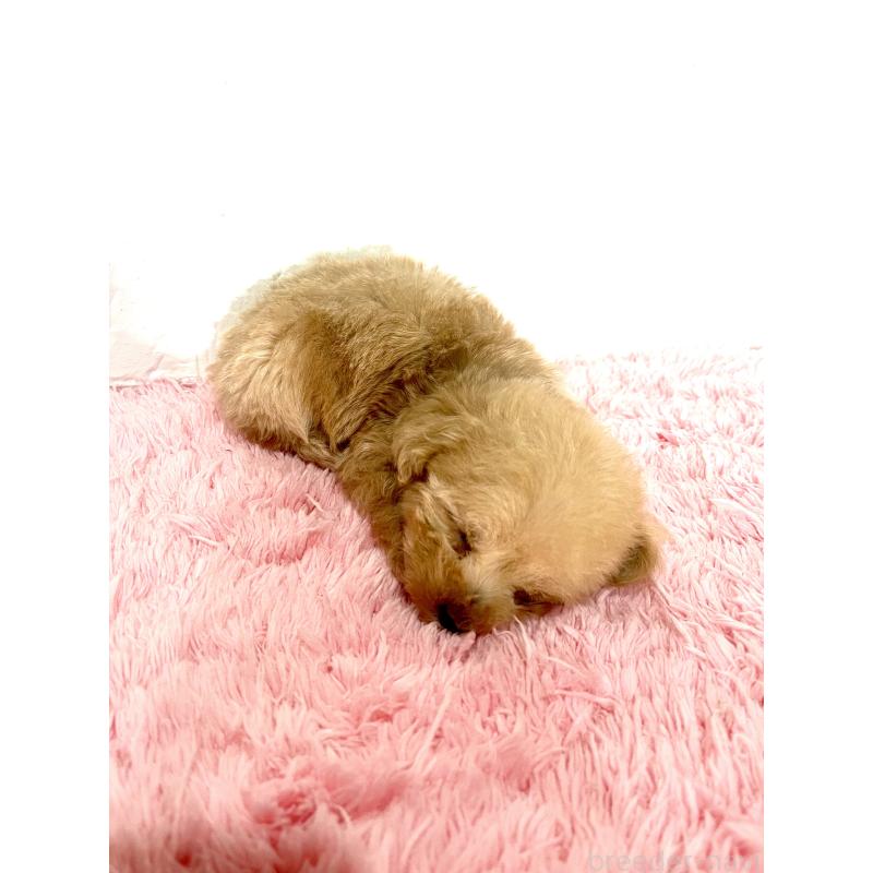 成約済の北海道のミックス犬-428091の4枚目