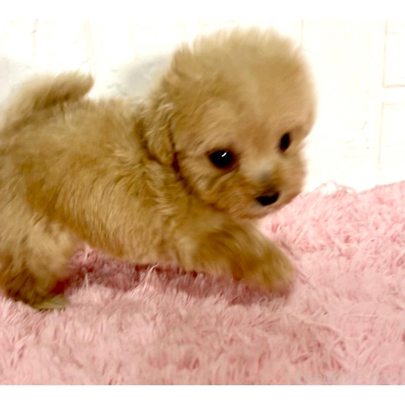 成約済の北海道のミックス犬-428091の3枚目