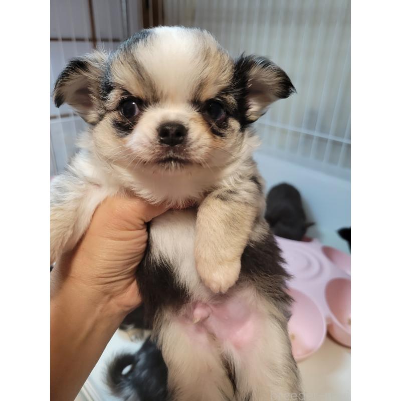 販売中の千葉県のチワワ(ロングコート)-424176の12枚目