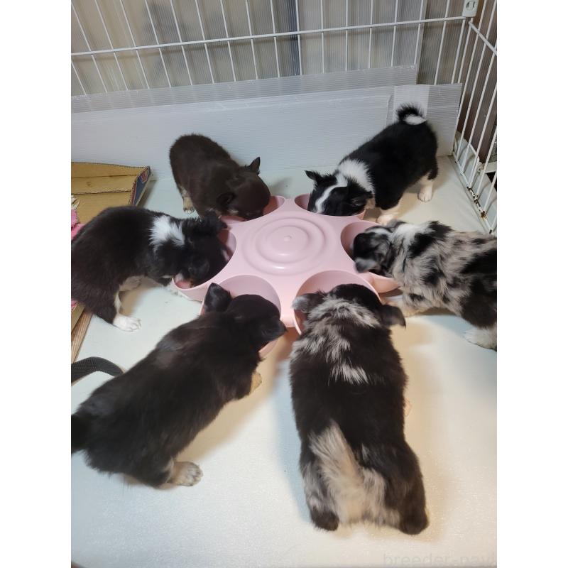 販売中の千葉県のチワワ(ロングコート)-424176の11枚目