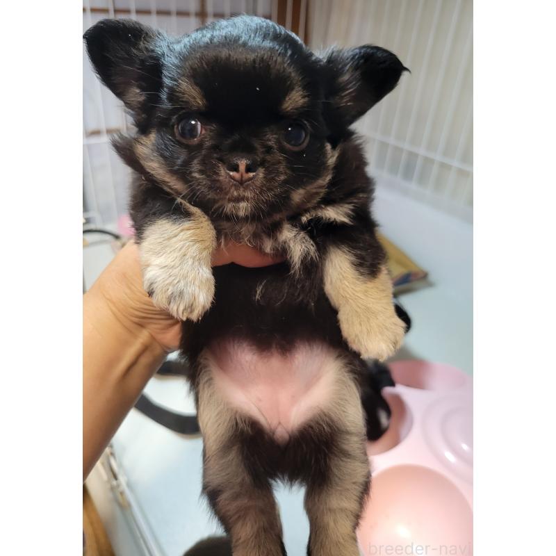 成約済の千葉県のチワワ(ロングコート)-424437の3枚目