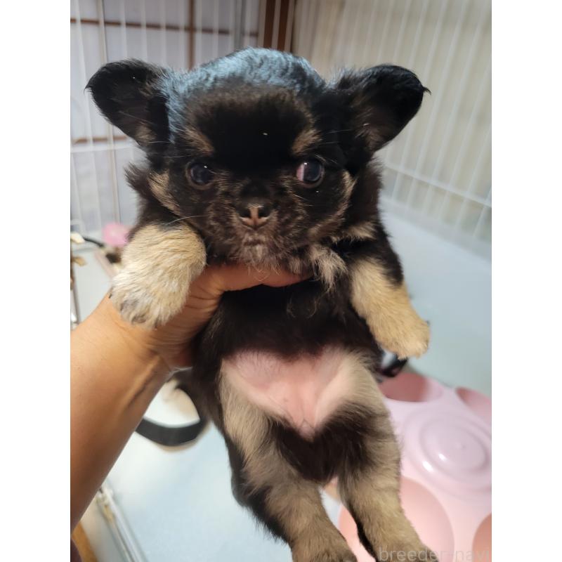 成約済の千葉県のチワワ(ロングコート)-424437の2枚目