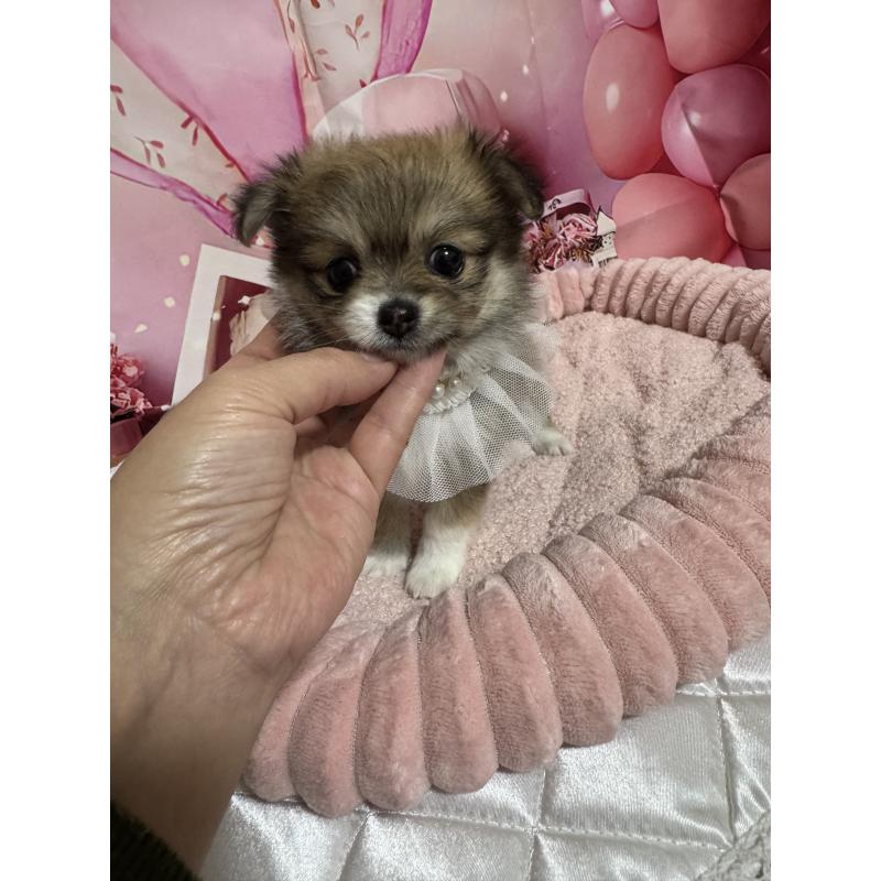 販売中の埼玉県のポメチワ:ポメラニアン×チワワ-430345の6枚目