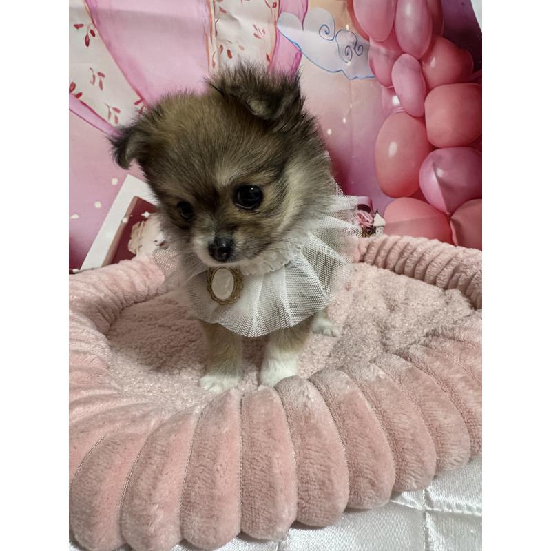 販売中の埼玉県のポメチワ:ポメラニアン×チワワ-430345の5枚目