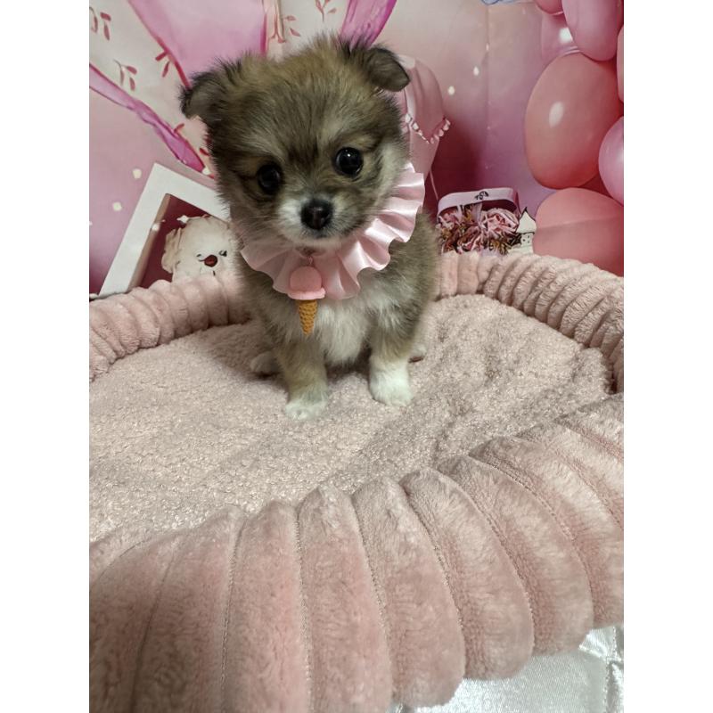 販売中の埼玉県のポメチワ:ポメラニアン×チワワ-430345の4枚目
