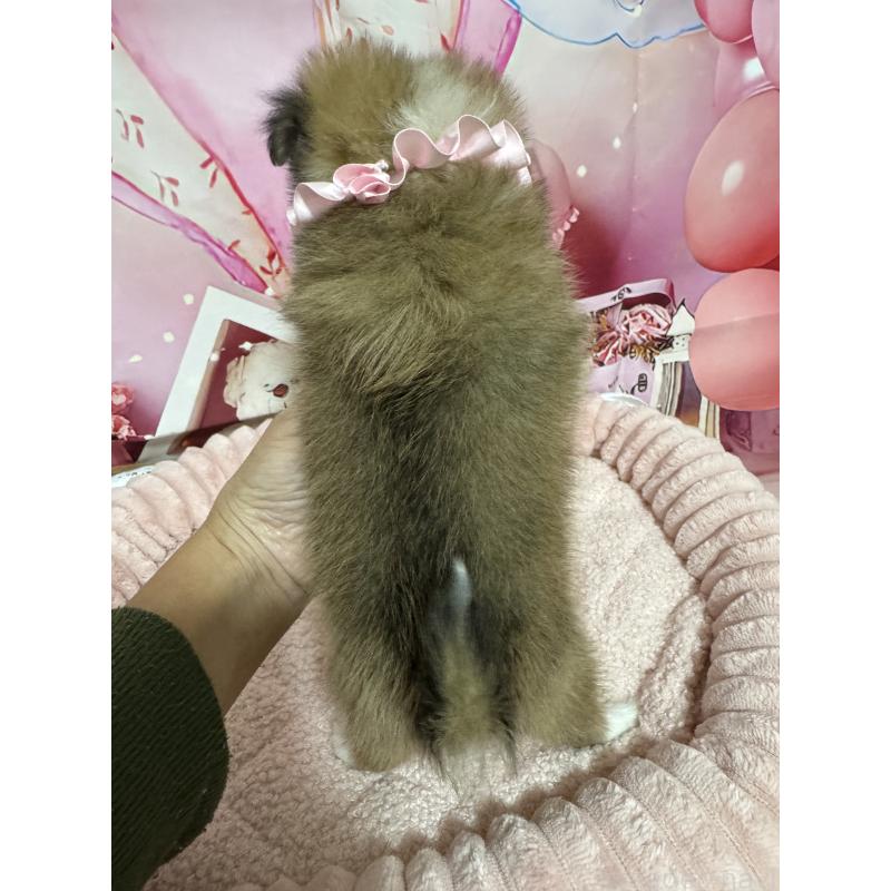 販売中の埼玉県のポメチワ:ポメラニアン×チワワ-430345の3枚目