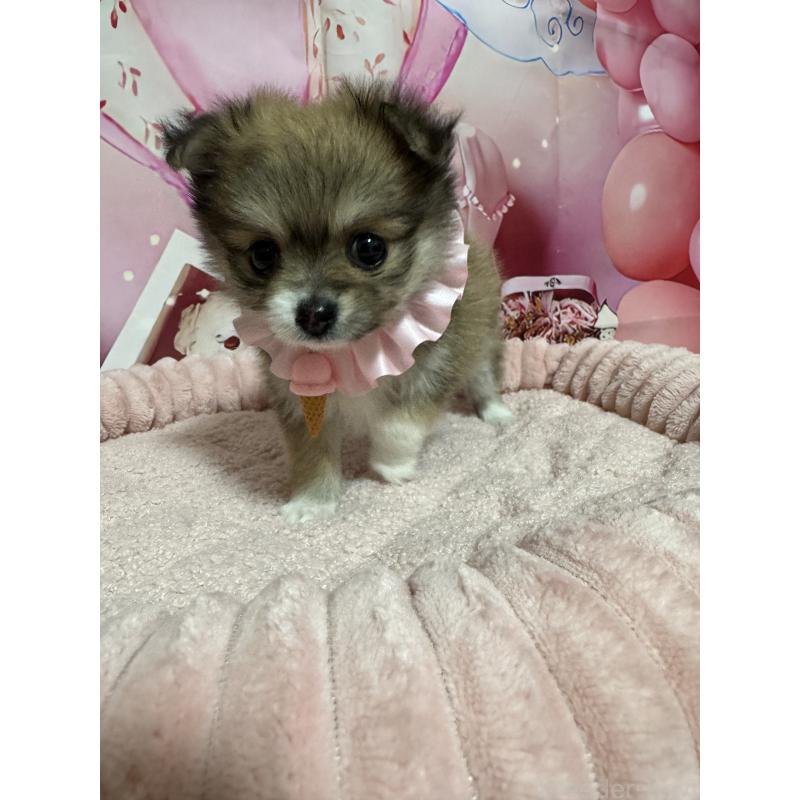 販売中の埼玉県のポメチワ:ポメラニアン×チワワ-430345の1枚目