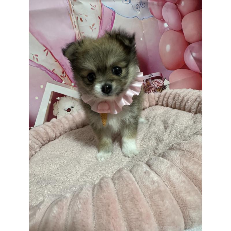 販売中の埼玉県のポメチワ:ポメラニアン×チワワ-430345の2枚目
