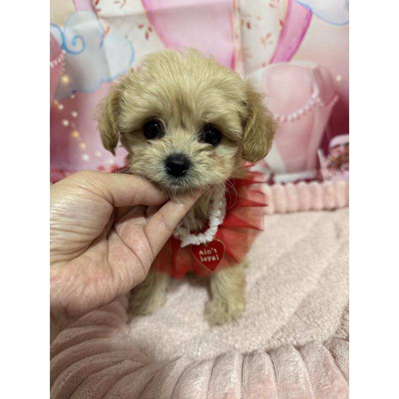 販売中の埼玉県のマルプー:マルチーズ×トイプードル-430346の1枚目