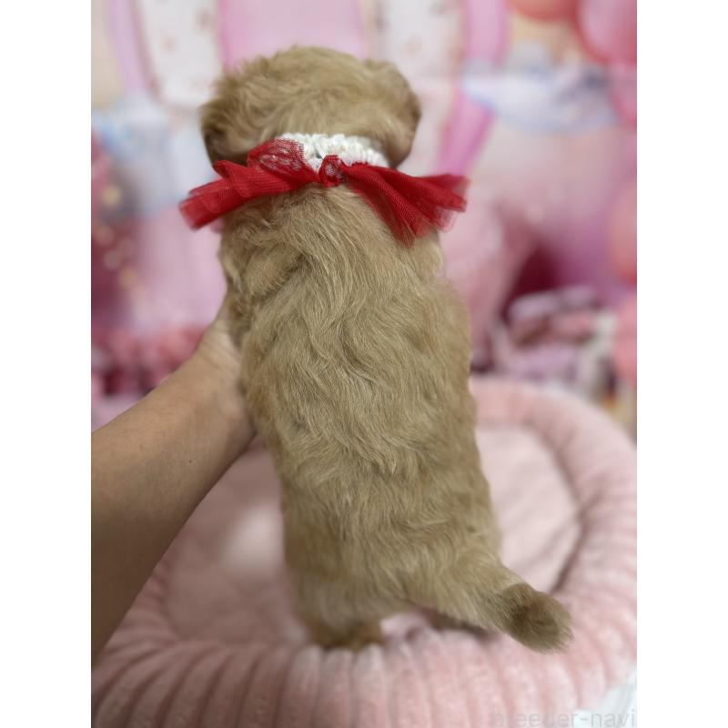 販売中の埼玉県のマルプー:マルチーズ×トイプードル-430346の8枚目