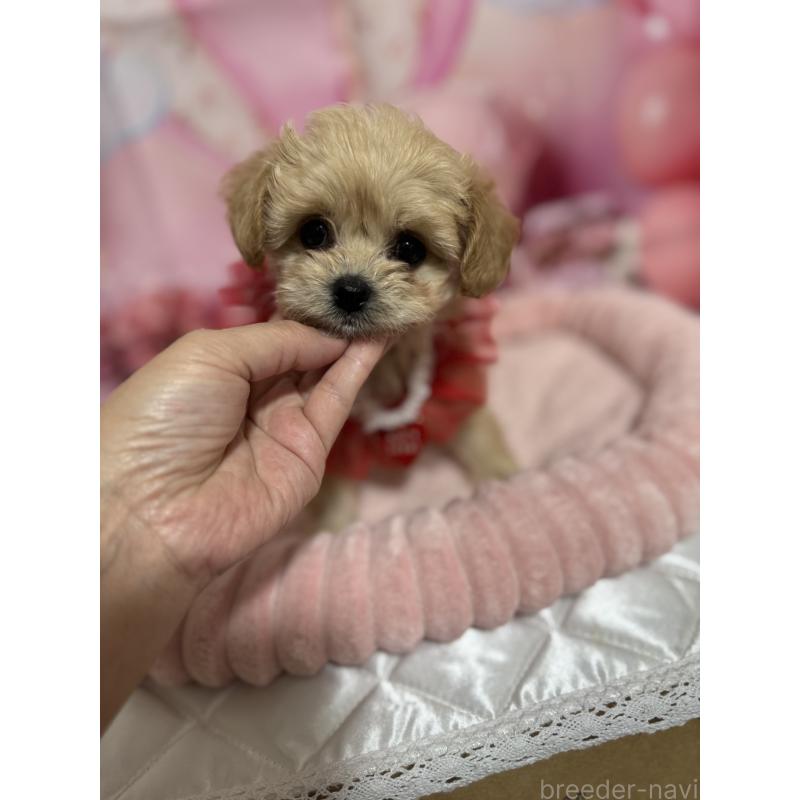 販売中の埼玉県のマルプー:マルチーズ×トイプードル-430346の7枚目