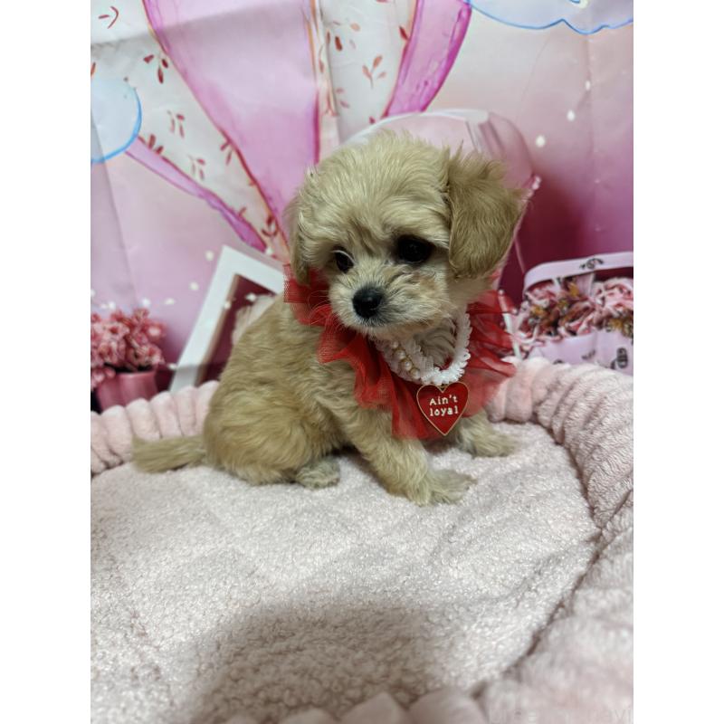 販売中の埼玉県のマルプー:マルチーズ×トイプードル-430346の6枚目