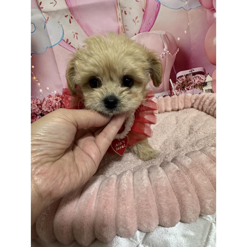 販売中の埼玉県のマルプー:マルチーズ×トイプードル-430346の5枚目