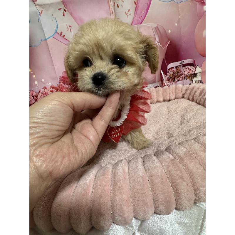 販売中の埼玉県のマルプー:マルチーズ×トイプードル-430346の4枚目