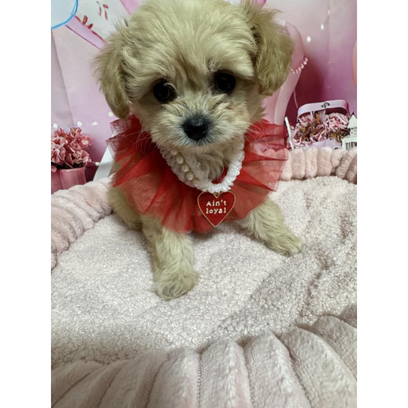 販売中の埼玉県のマルプー:マルチーズ×トイプードル-430346の3枚目