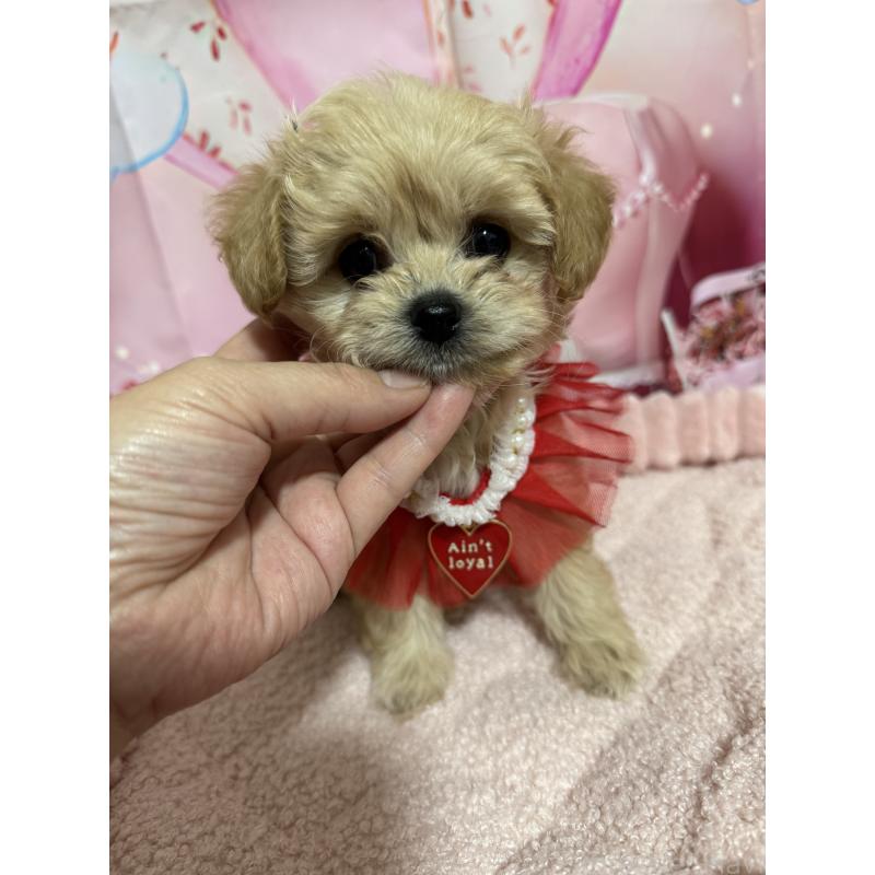 販売中の埼玉県のマルプー:マルチーズ×トイプードル-430346の2枚目