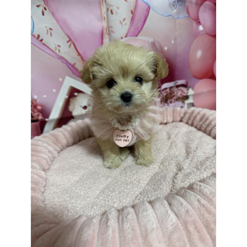 販売中の埼玉県のマルプー:マルチーズ×トイプードル-430347