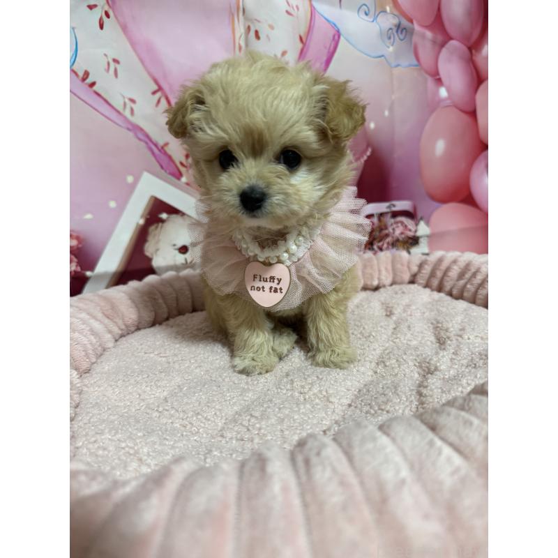 販売中の埼玉県のマルプー:マルチーズ×トイプードル-430347の6枚目