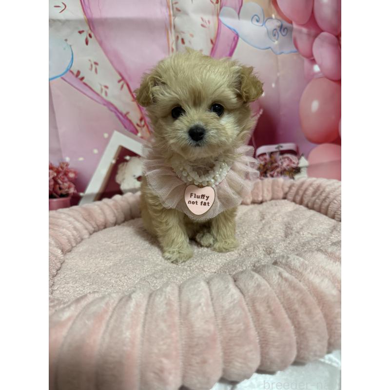 販売中の埼玉県のマルプー:マルチーズ×トイプードル-430347の5枚目