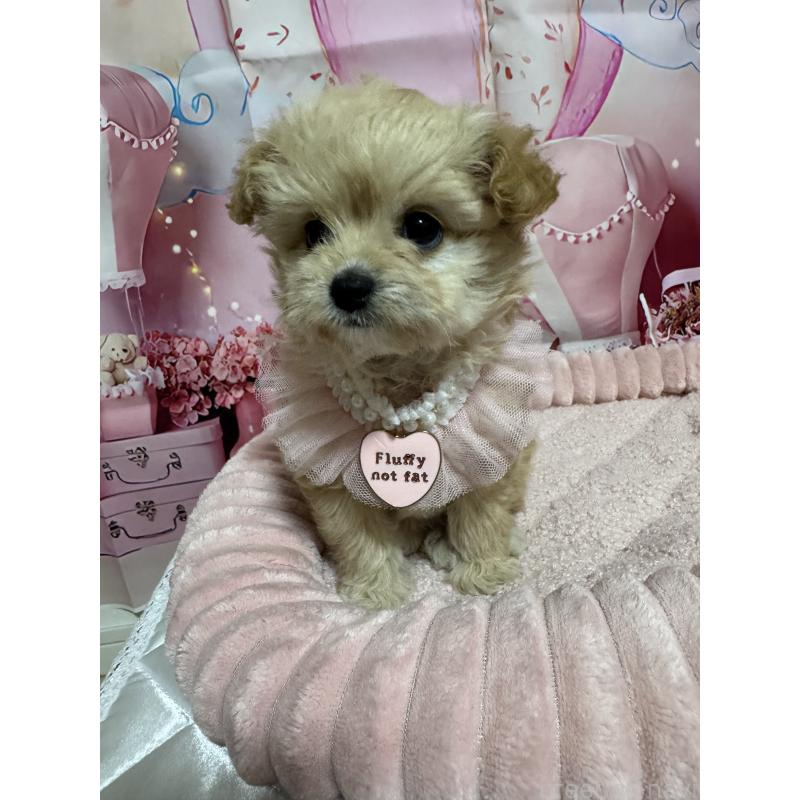 販売中の埼玉県のマルプー:マルチーズ×トイプードル-430347の4枚目