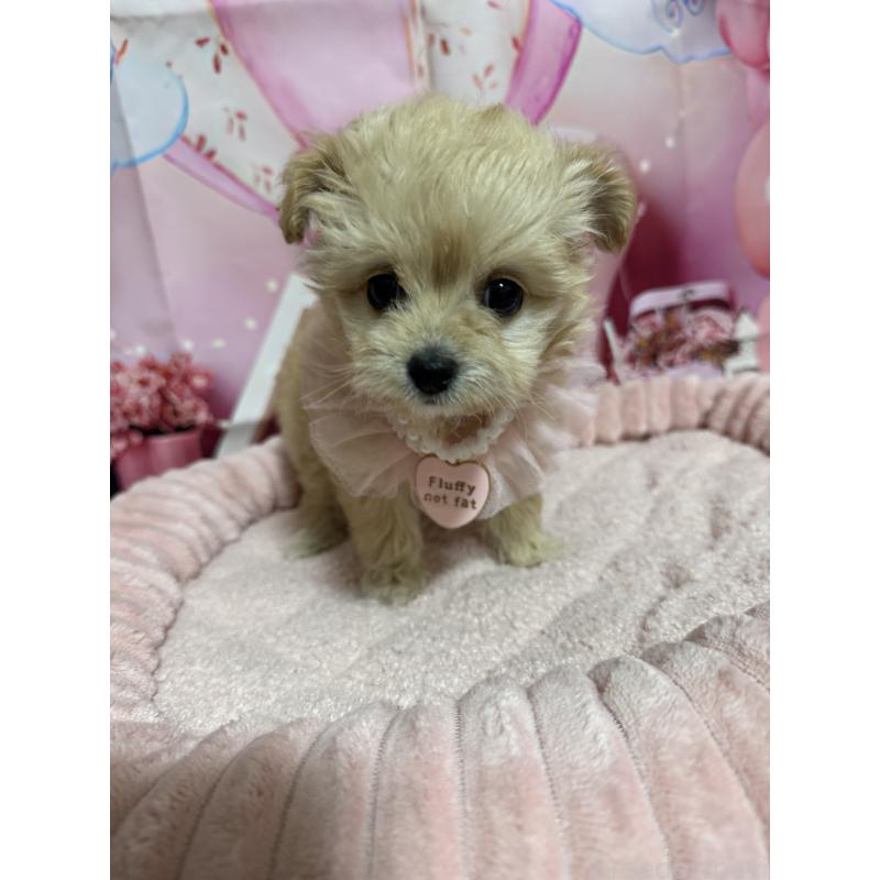 販売中の埼玉県のマルプー:マルチーズ×トイプードル-430347の3枚目