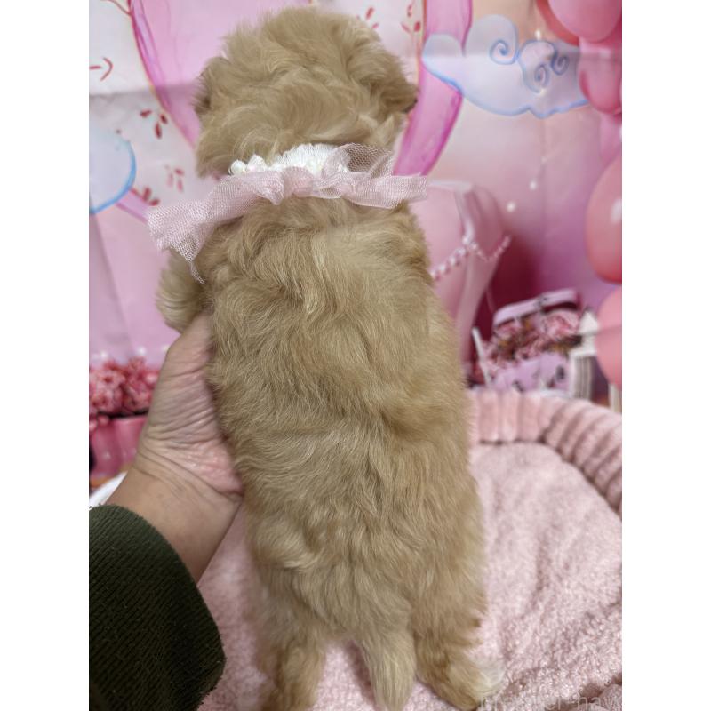 販売中の埼玉県のマルプー:マルチーズ×トイプードル-430347の2枚目