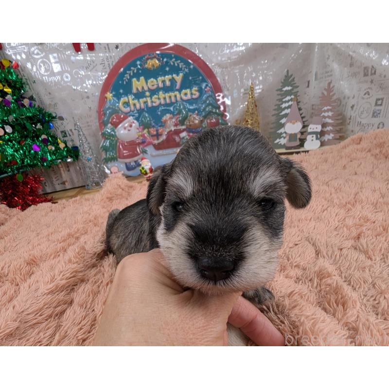 販売中の岐阜県のミニチュアシュナウザー-430348の6枚目