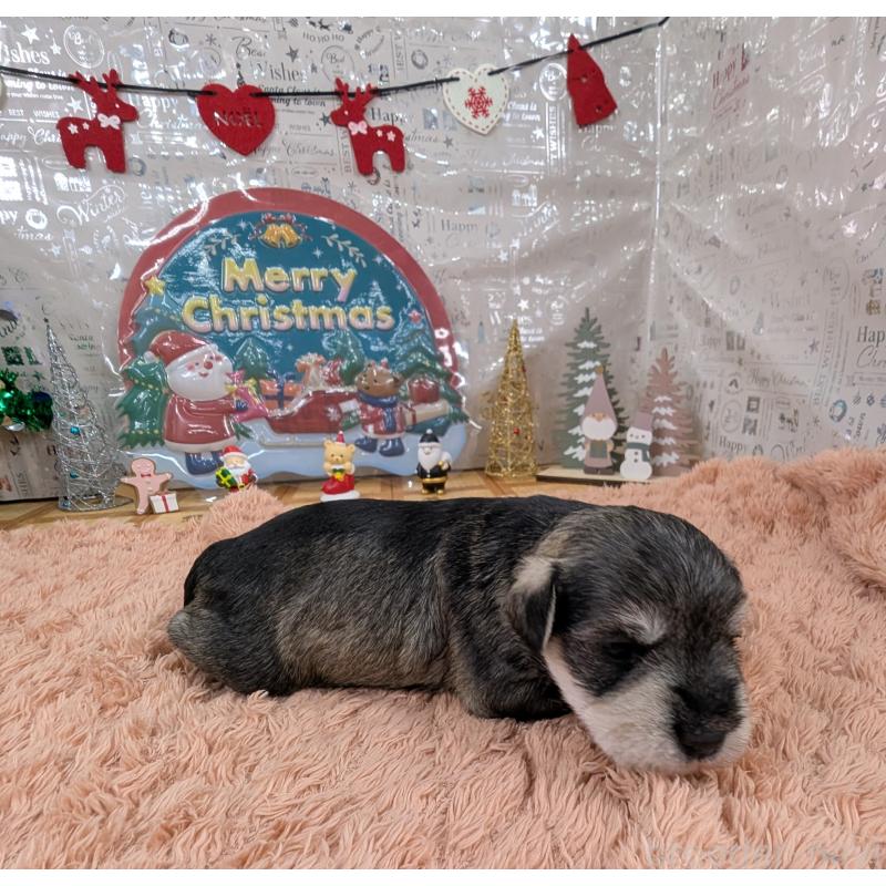 販売中の岐阜県のミニチュアシュナウザー-430348の5枚目