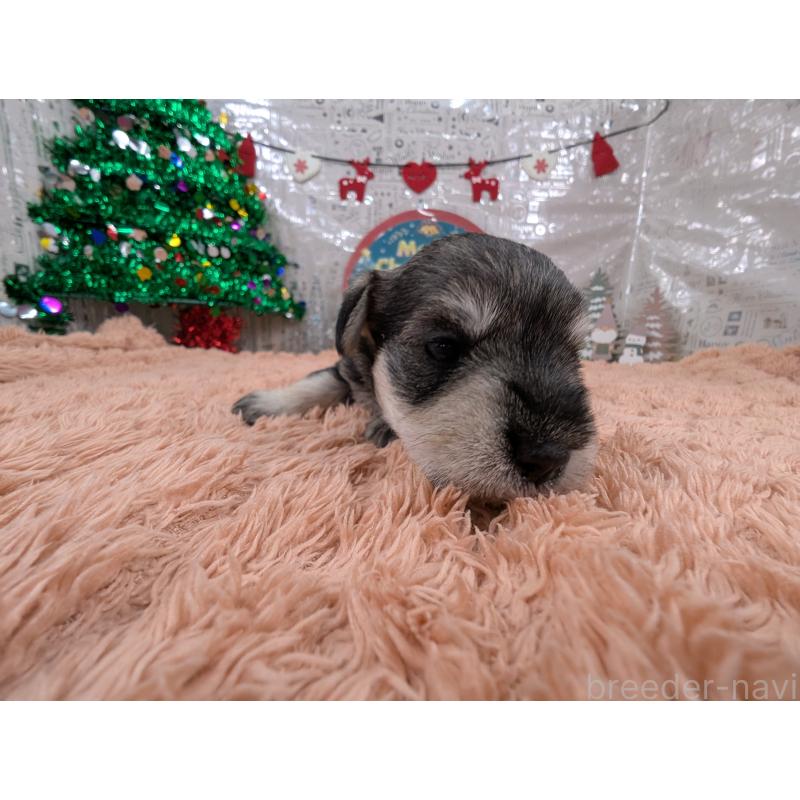 販売中の岐阜県のミニチュアシュナウザー-430348の4枚目